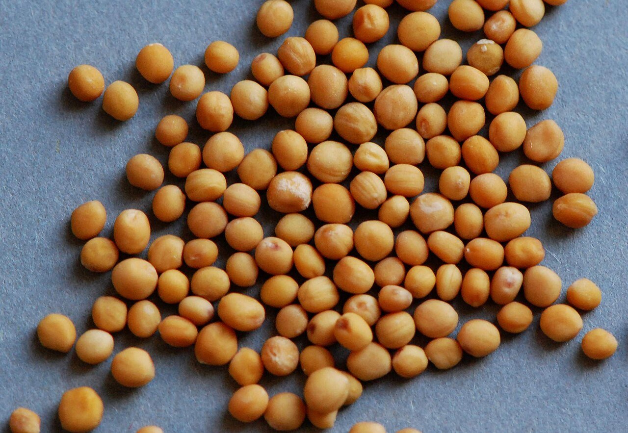 Oil seeds (mustard, castor, flax) for export from India