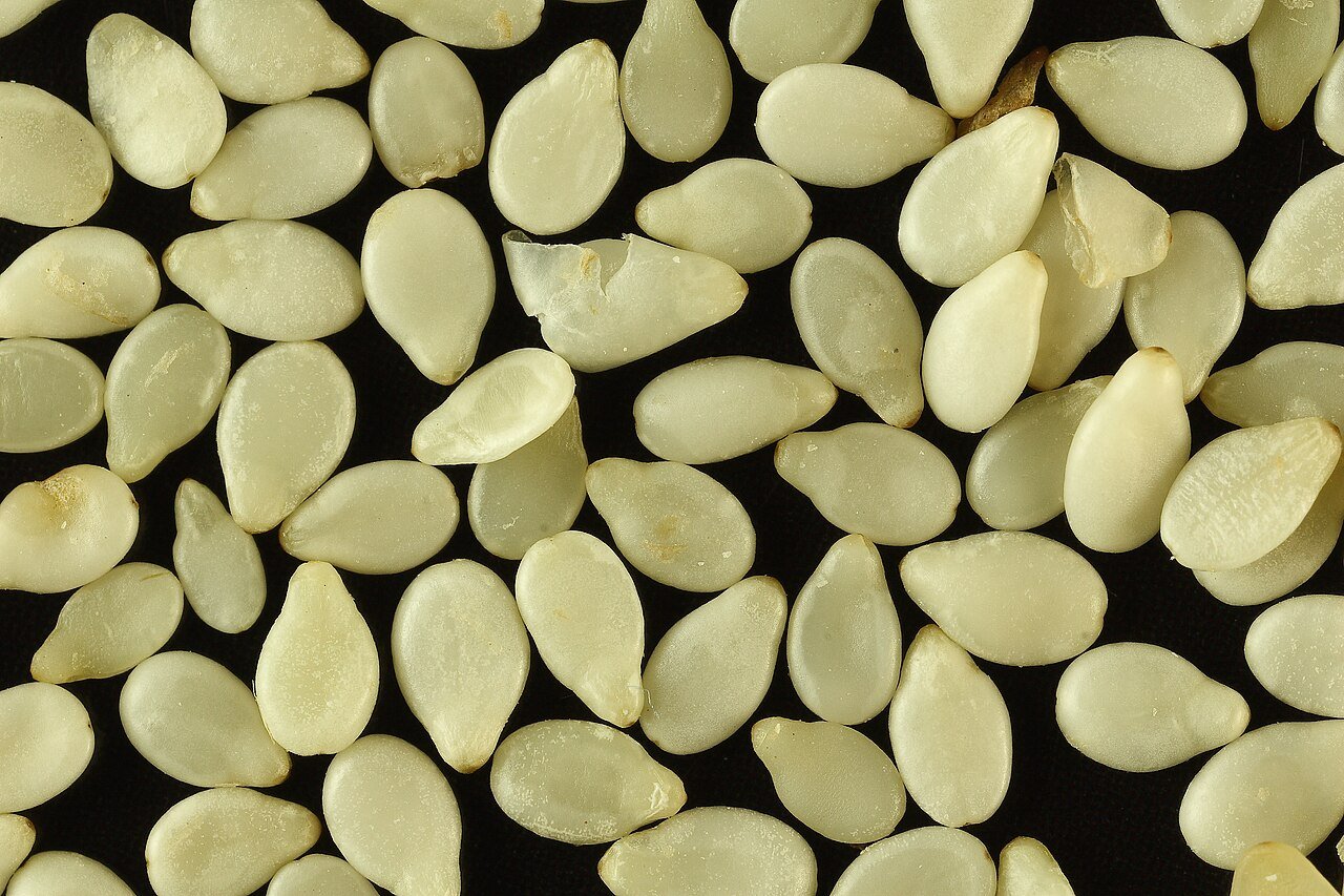 Natural white sesame seeds for export from India